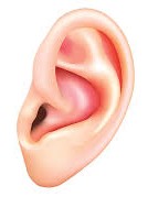 Ear-pinna4-CRP.jpg